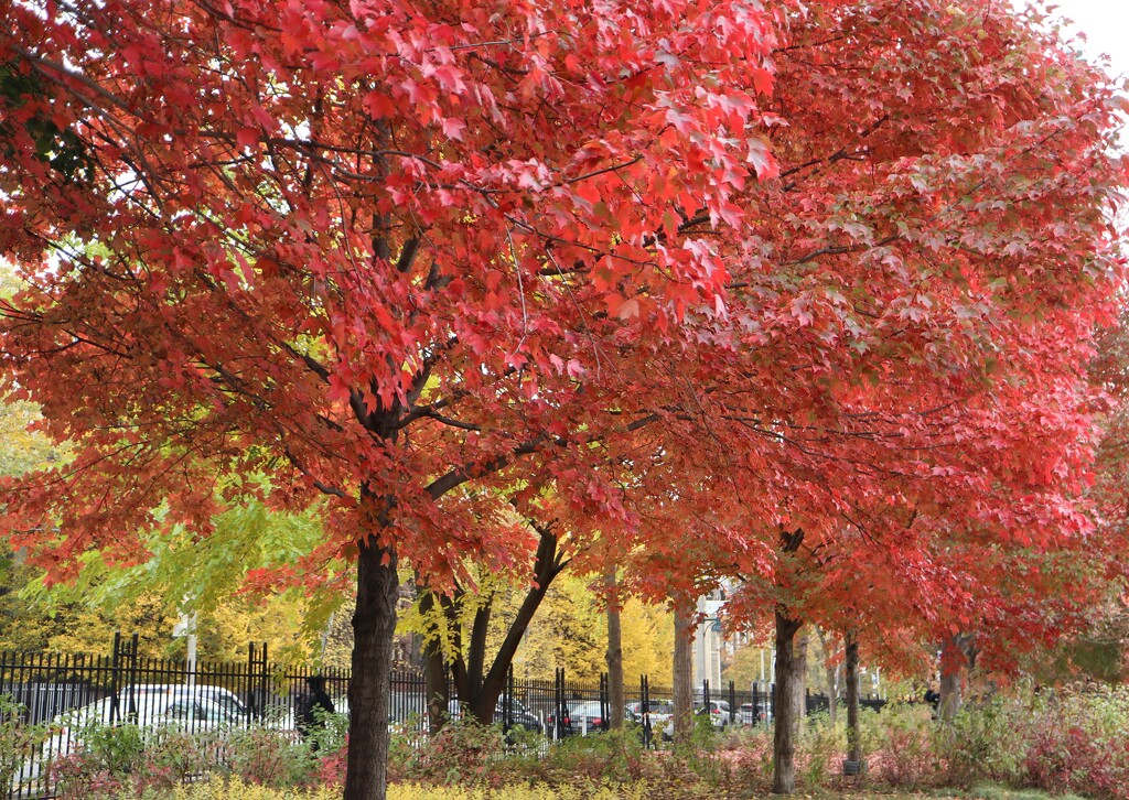 Red Maple Row by 365projectorgheatherb