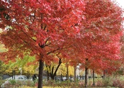 27th Oct 2023 - Red Maple Row