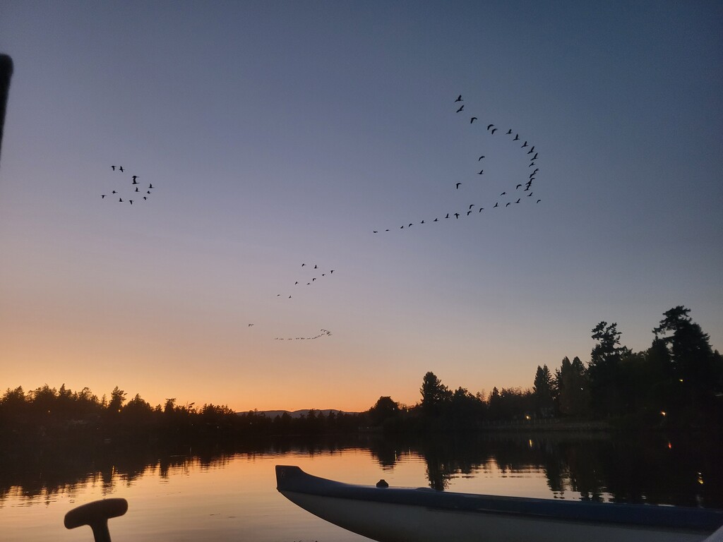 Geese Headed to Bed by kimmer50