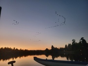 26th Oct 2023 - Geese Headed to Bed