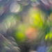 Bokeh #1/30 by i_am_a_photographer