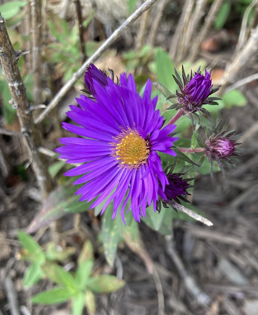 new england aster by wiesnerbeth