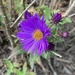 new england aster by wiesnerbeth