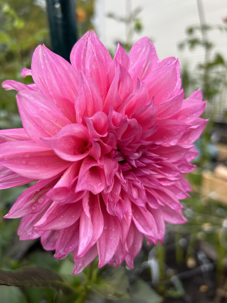 Another beautiful dahlia by mltrotter