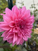 27th Oct 2023 - Another beautiful dahlia