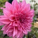 Another beautiful dahlia by mltrotter