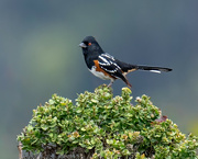 27th Oct 2023 - Spotted Towhee