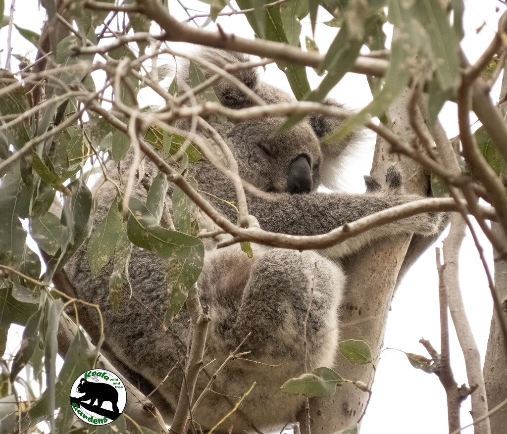 truly any day by koalagardens