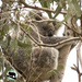 truly any day by koalagardens