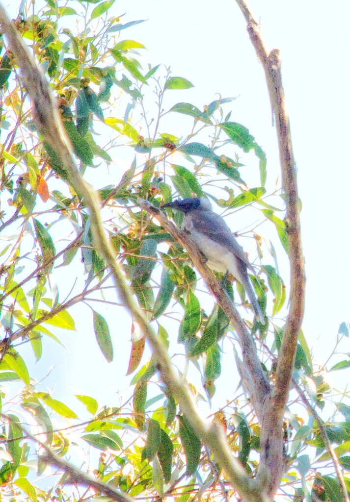 Bird 16 - Noisy Friarbird by annied