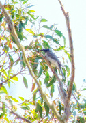 16th Oct 2023 - Bird 16 - Noisy Friarbird