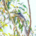 Bird 16 - Noisy Friarbird by annied