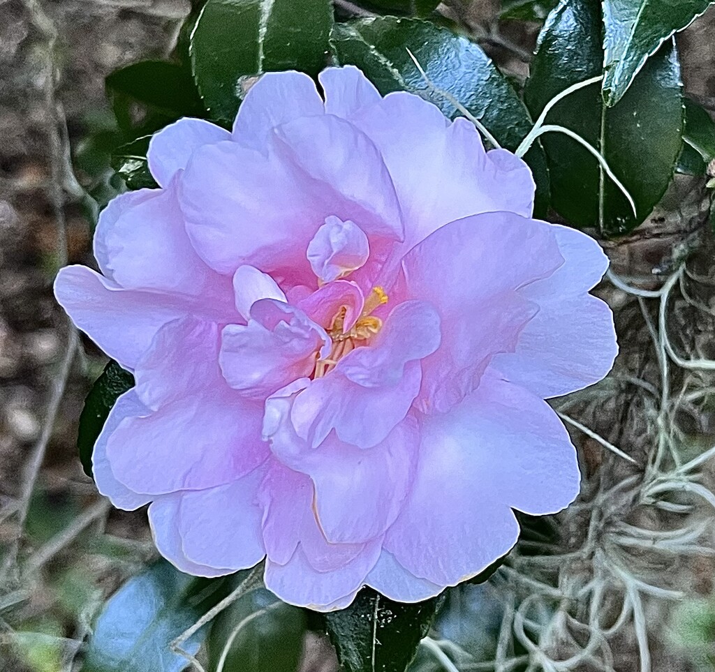 Sasanqua camellias are blooming everywhere now by congaree
