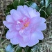 Sasanqua camellias are blooming everywhere now by congaree