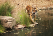 28th Oct 2023 - Tiger Oasis