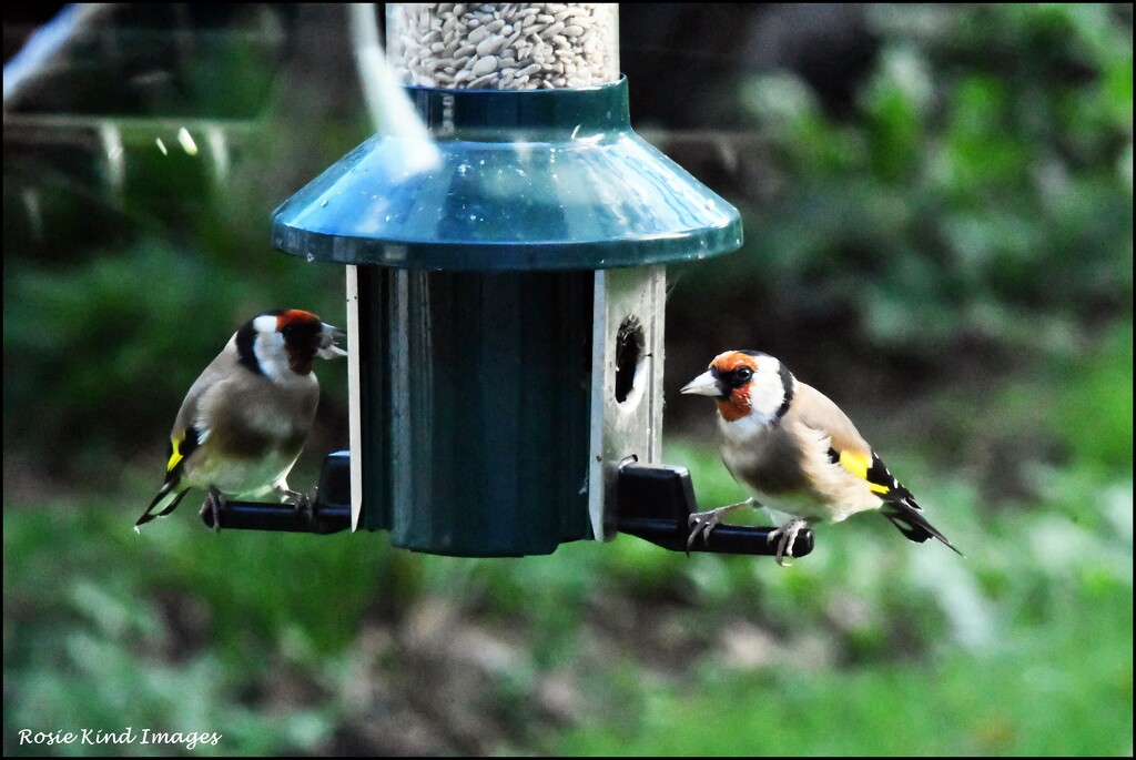 A pair of goldfinches by rosiekind