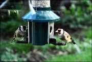 28th Oct 2023 - A pair of goldfinches