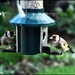 A pair of goldfinches by rosiekind