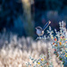 Fairy Wren Female by nannasgotitgoingon