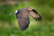 28th Oct 2023 - Snail Kite