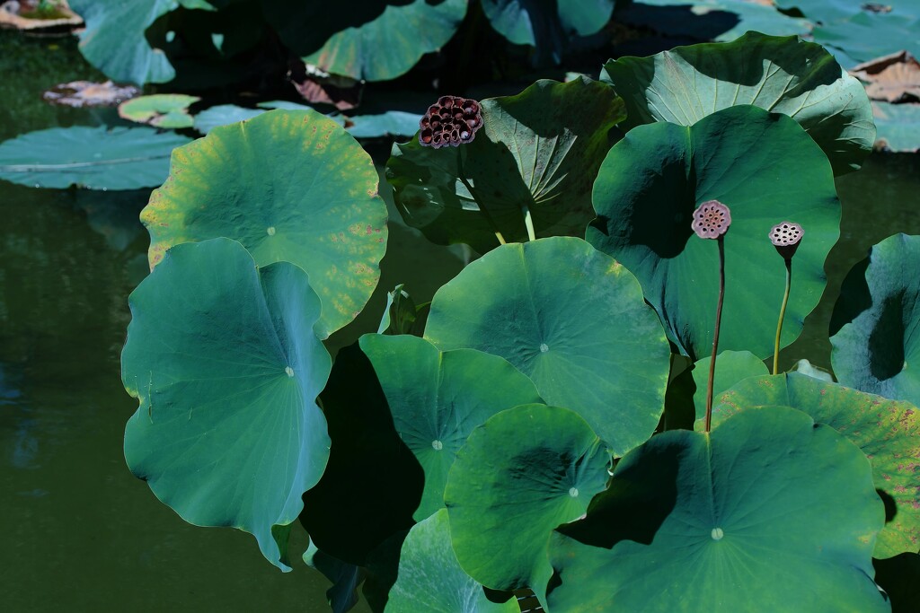 lily pad by blueberry1222