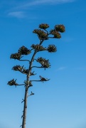 27th Oct 2023 - Agave against the sky