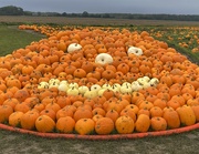 27th Oct 2023 - Pumpkin picking 