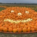 Pumpkin picking  by lizgooster