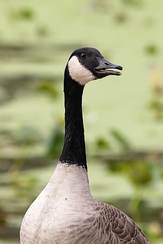 Portrait of a Goose by bobbic