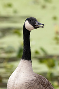28th Oct 2023 - Portrait of a Goose