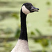 Portrait of a Goose by bobbic