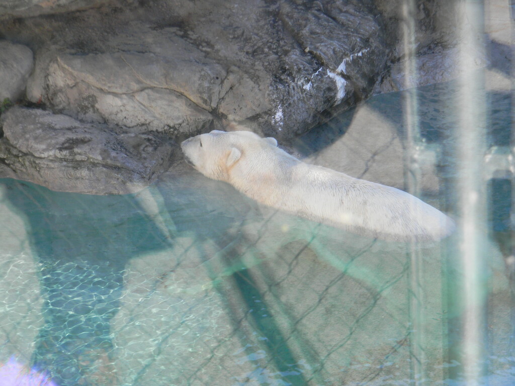 Polar Bear Looking at Rock by sfeldphotos
