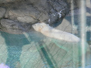 28th Dec 2022 - Polar Bear Looking at Rock