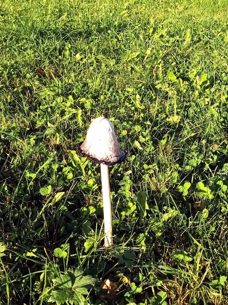 Lonely mushroom. by cordulaamann