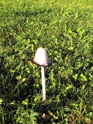 28th Oct 2023 - Lonely mushroom.