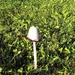 Lonely mushroom. by cordulaamann