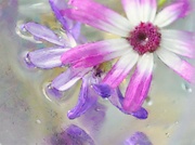 28th Oct 2023 - Senetti flowers.........