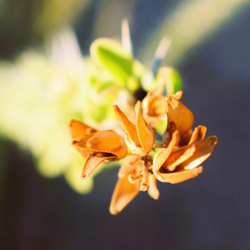 10 27 Dried Ocotillo flower by sandlily