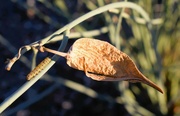 27th Oct 2023 - 10 27 Milkweed pod and catepillar