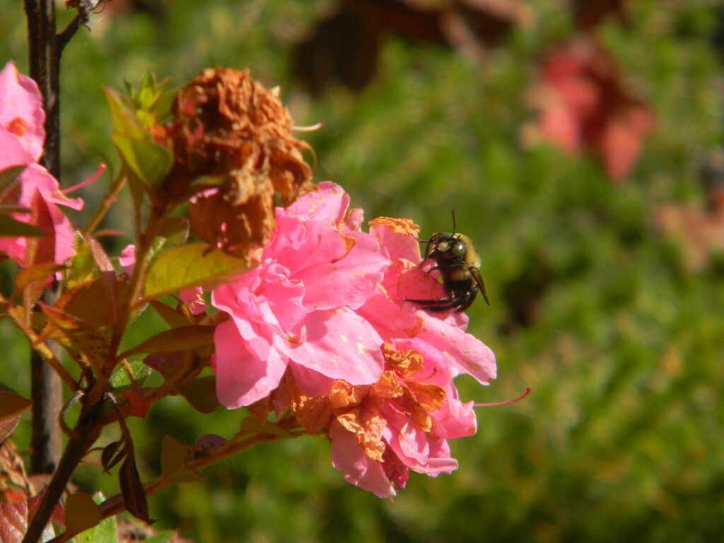 Bee on Azalea  by sfeldphotos