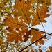 Autumn leaves 🍂 🍁 