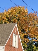 28th Oct 2023 - Orange Leaves 