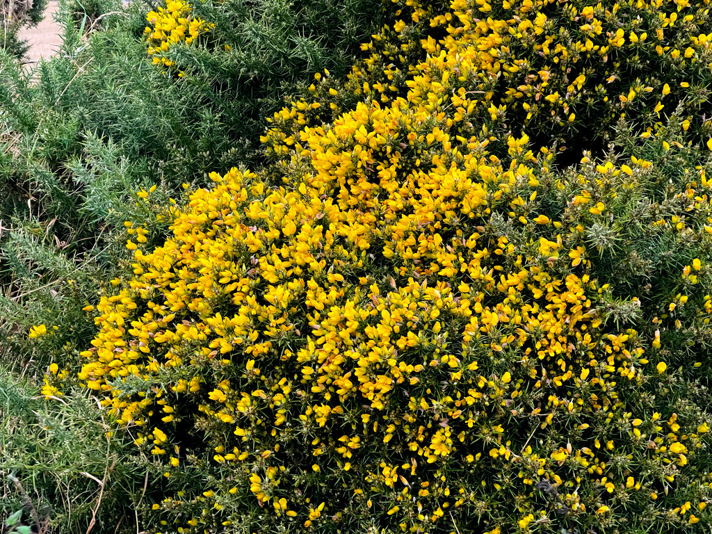 Gorse by lifeat60degrees