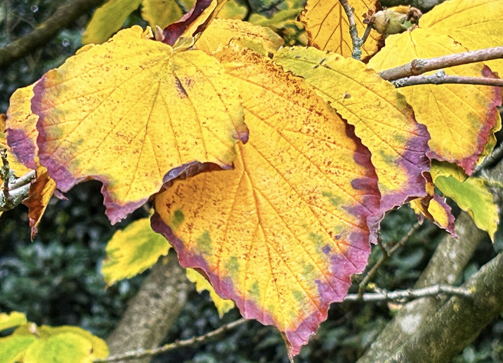 More Autumn Colour by carole_sandford