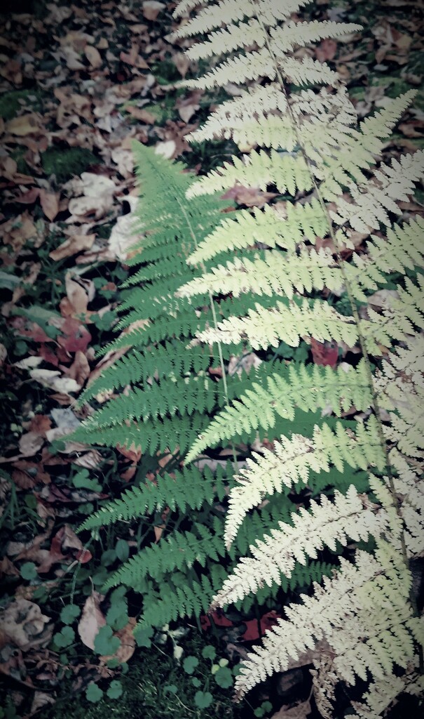 Day 278: Contrasts of Green  by jeanniec57