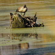 28th Oct 2023 - Canada goose on a stump