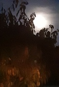 28th Oct 2023 - The beautiful Moonlight from our front door. Full Moon.