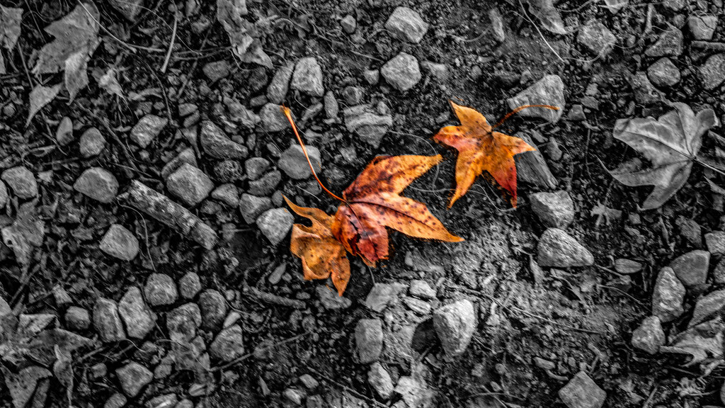 leaves in the gravel by randystreat
