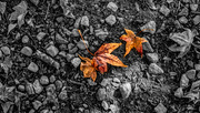 28th Oct 2023 - leaves in the gravel