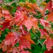 Fall leaves by mdaskin